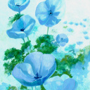 Blauwe papaver 2