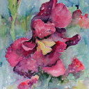 Rode papaver  1